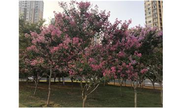 夏秋季節，錫城首次驚現紫薇花開(kāi)美景